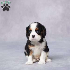 Ike, Cavalier King Charles Spaniel Puppy